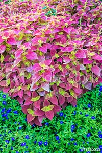 Prime Slim Forskolin Supplement Review 2 Indian Coleus plant
