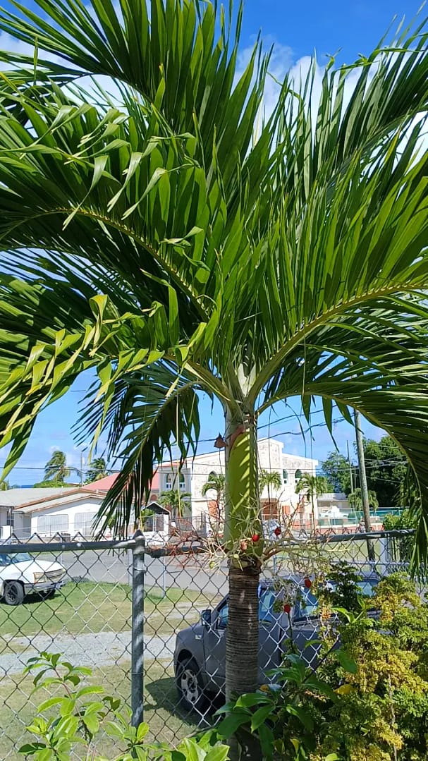 Ripples of resilience with a view of royal Palm tree and church from the balcony.