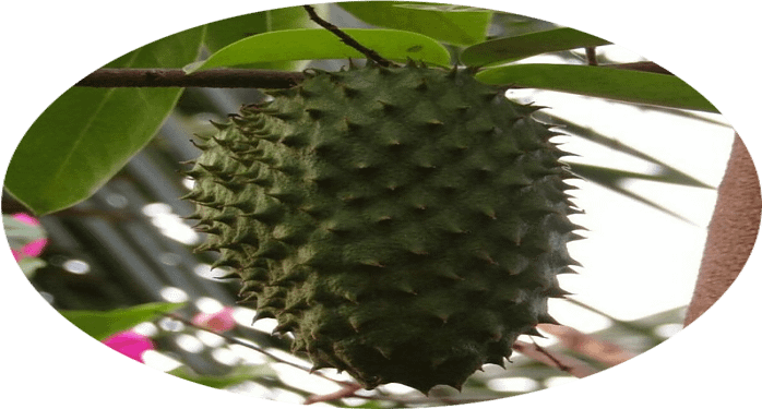 anti-inflammatory properties of soursop
